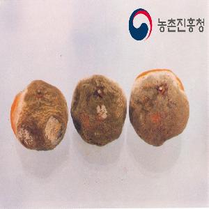녹색곰팡이병 이미지