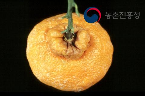 부지화의 병징(열매)