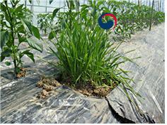 진디벌유지식물(banker plant)