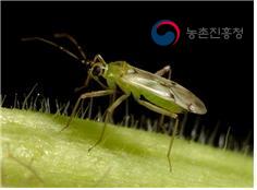 담배장님노린재
