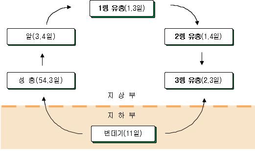 민깨알반날개의 생활사(25℃)