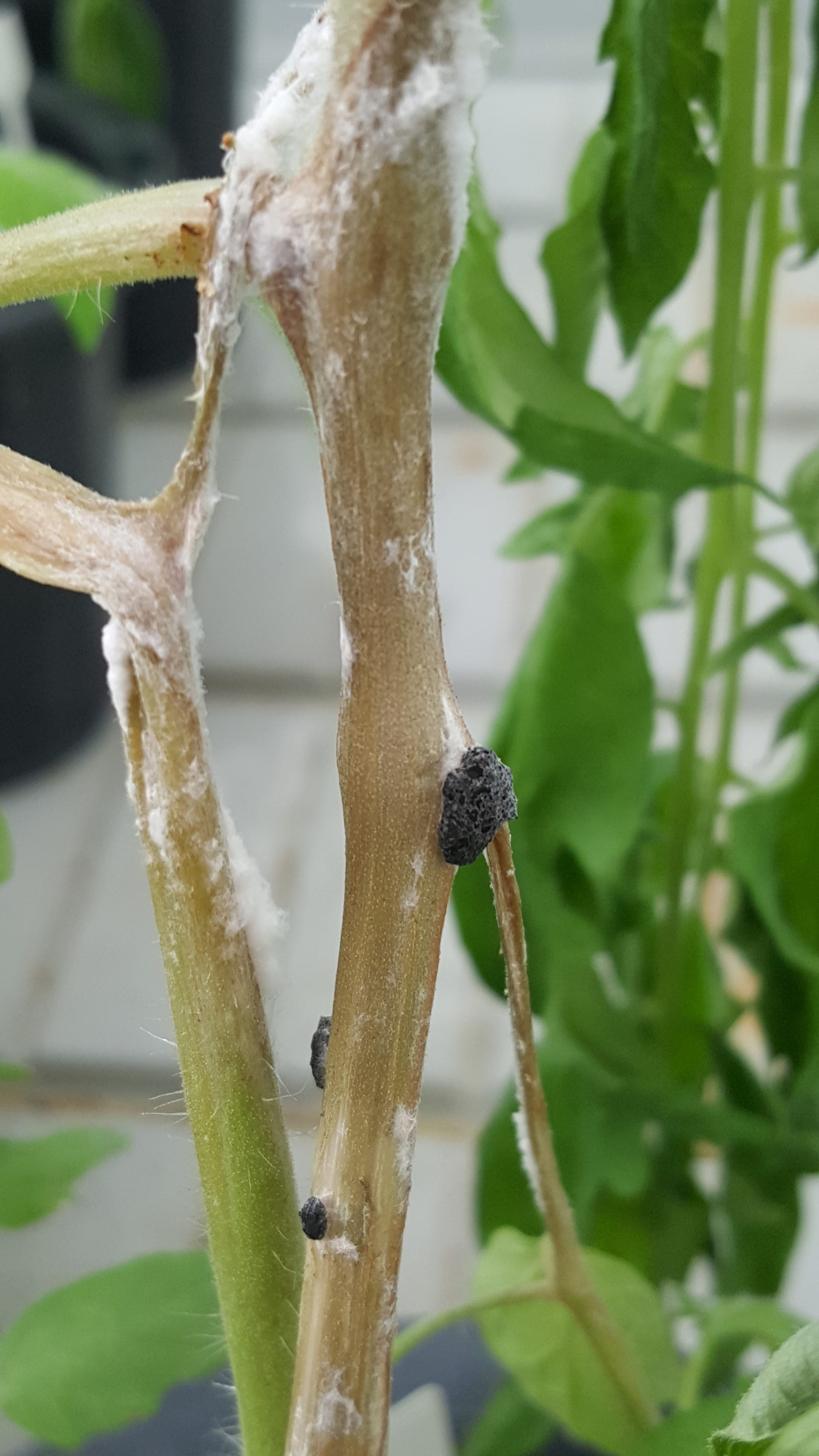 균핵병 대표 이미지