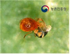칠레이리응애 성충이 점박이응애 포식