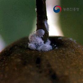 피해과(열매)
