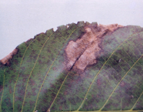 갈색무늬병 대표 이미지