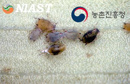 목화진딧물 성충 및 약충