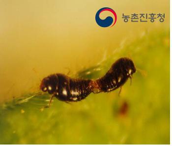 깨알반날개류 성충(좌-암컷, 우-수컷)