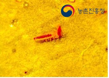 깨알반날개류 1령 유충