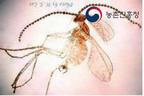 응애혹파리 성충 (사진제공 : 경남농업기술원 이흥수)