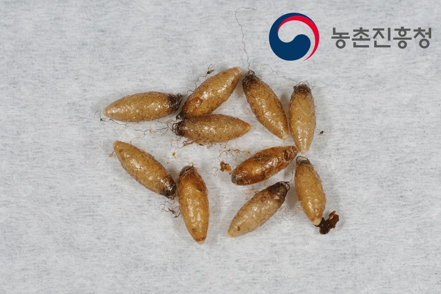 예쁜가는배고치벌에 기생된 담배거세미나방 고치