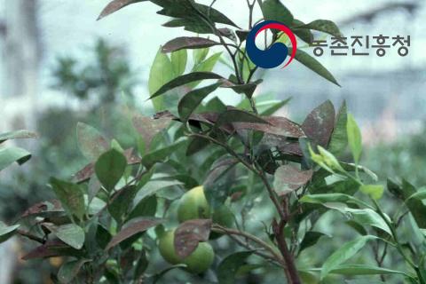배설물에 의한 그을음 피해(잎)