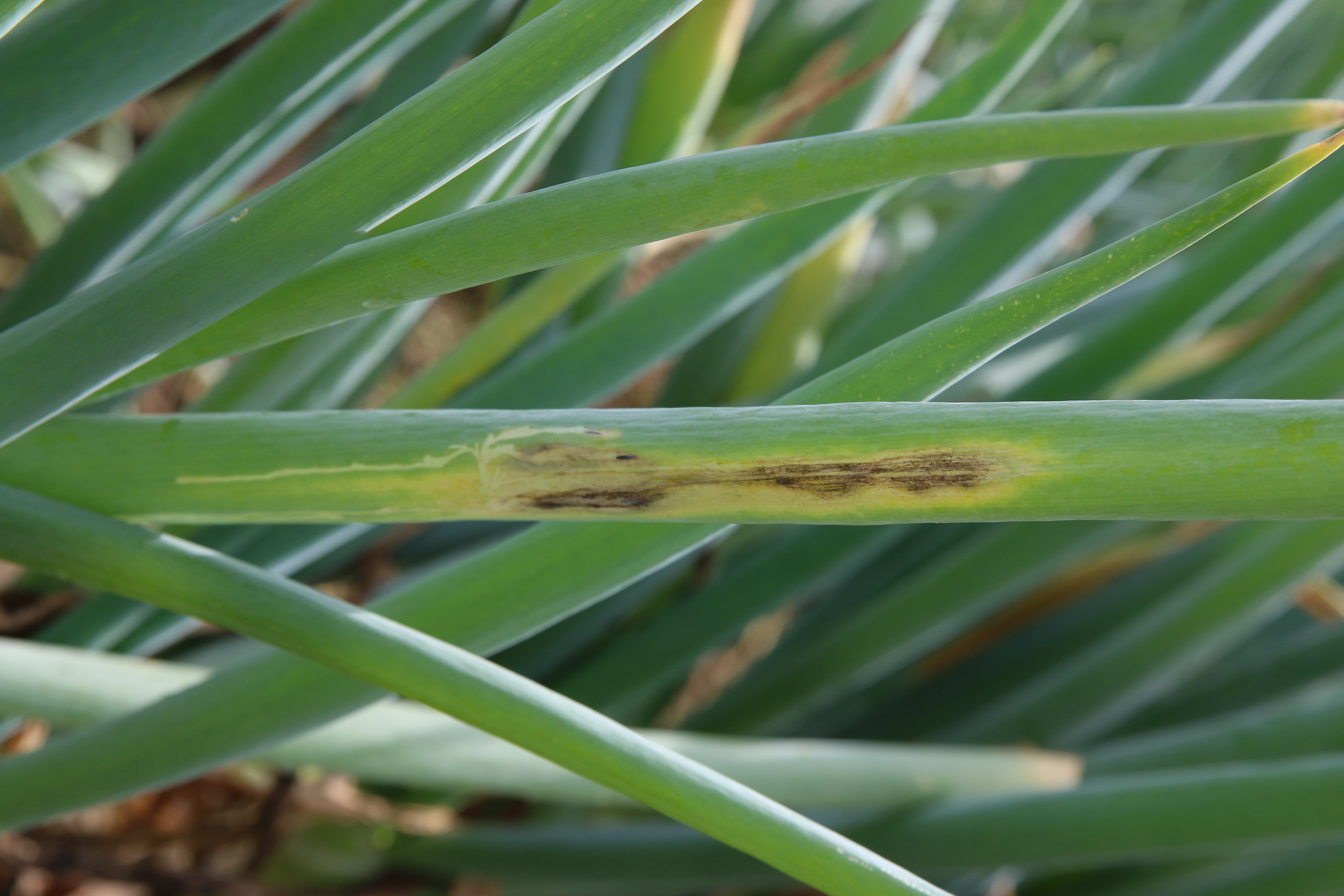 검은무늬병 대표 이미지