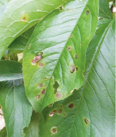 갈색무늬병 대표 이미지