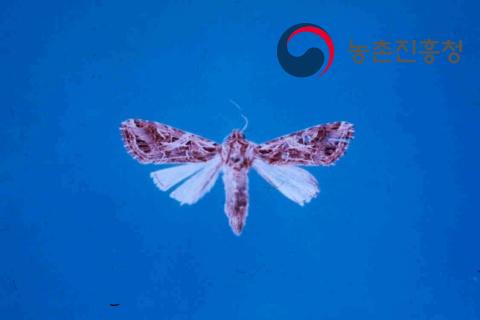 담배거세미나방