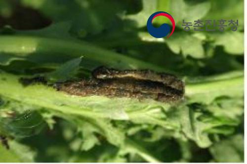 나방병원성충에 치사된 담배거세미나방 유충