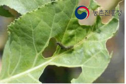 나방병원선충에 치사된 배추흰나비 유충