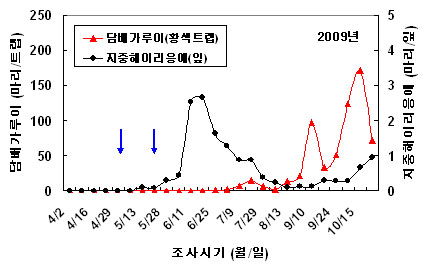 그림 1. 지중해이리응애 방사에 의한 담배가루이 방제효과(국립농업과학원, 2009).